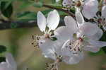 Southern crabapple